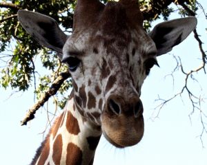 WS Animal Nations - 24.jpg